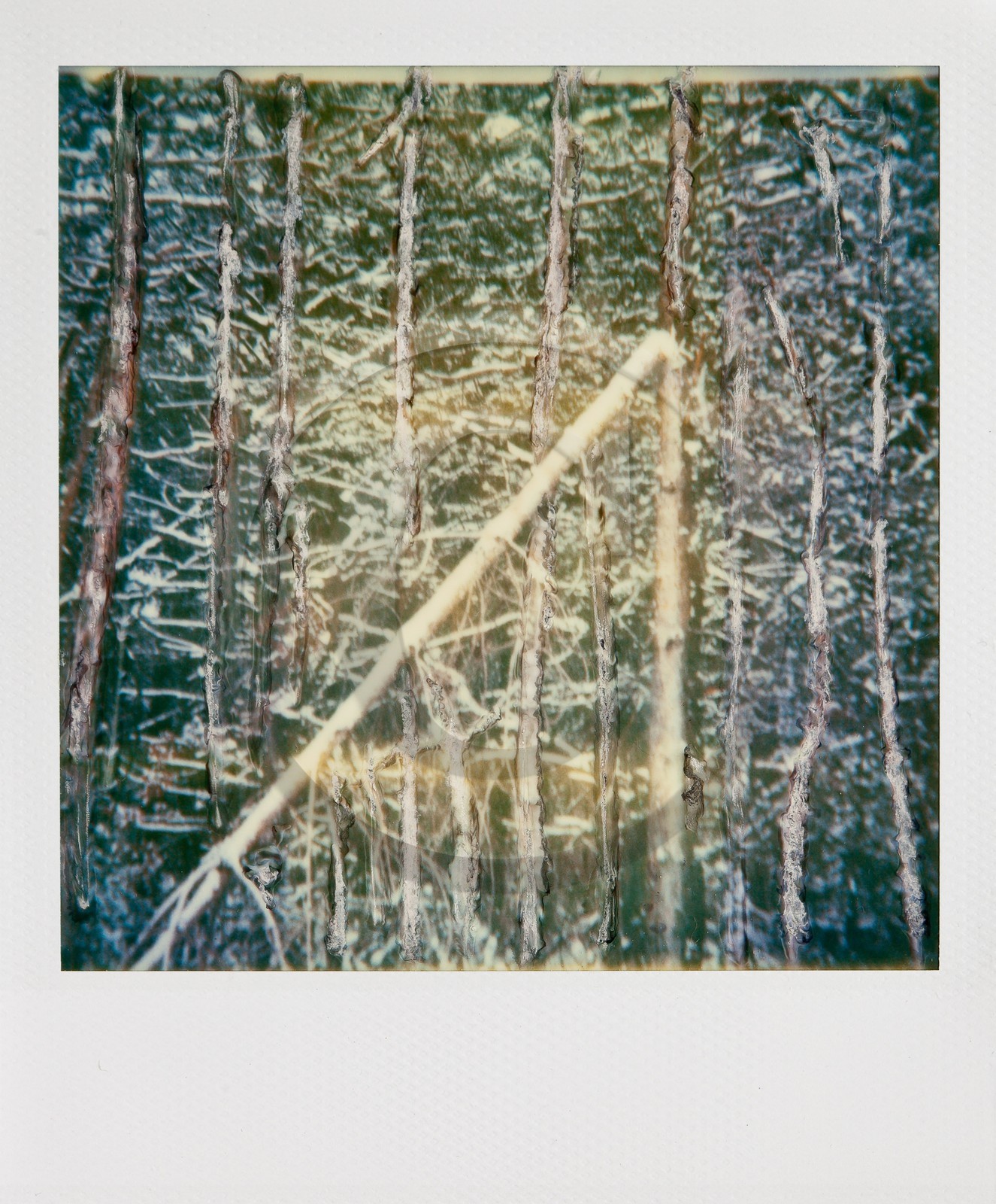 Exposition Arbres et petites forêts, éloge de la biodiversité