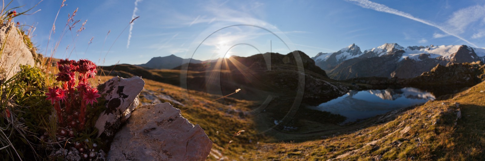 Joubarbe de montagne, Sempervivum montanum, Lac Lérié