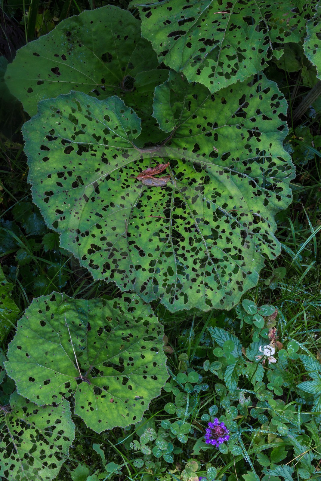ENS de l'Isère, Les Ecouges