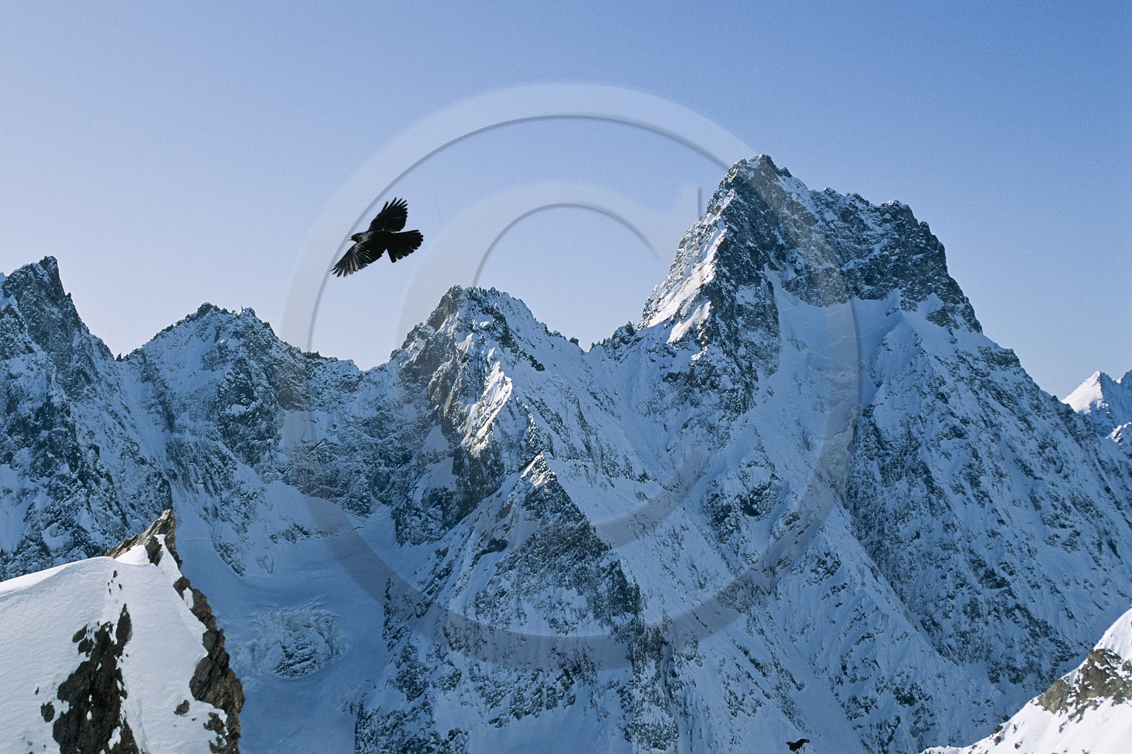 Aiguille du Plat de la Selle, Chocard à bec jaune, Pyrrhocorax graculus