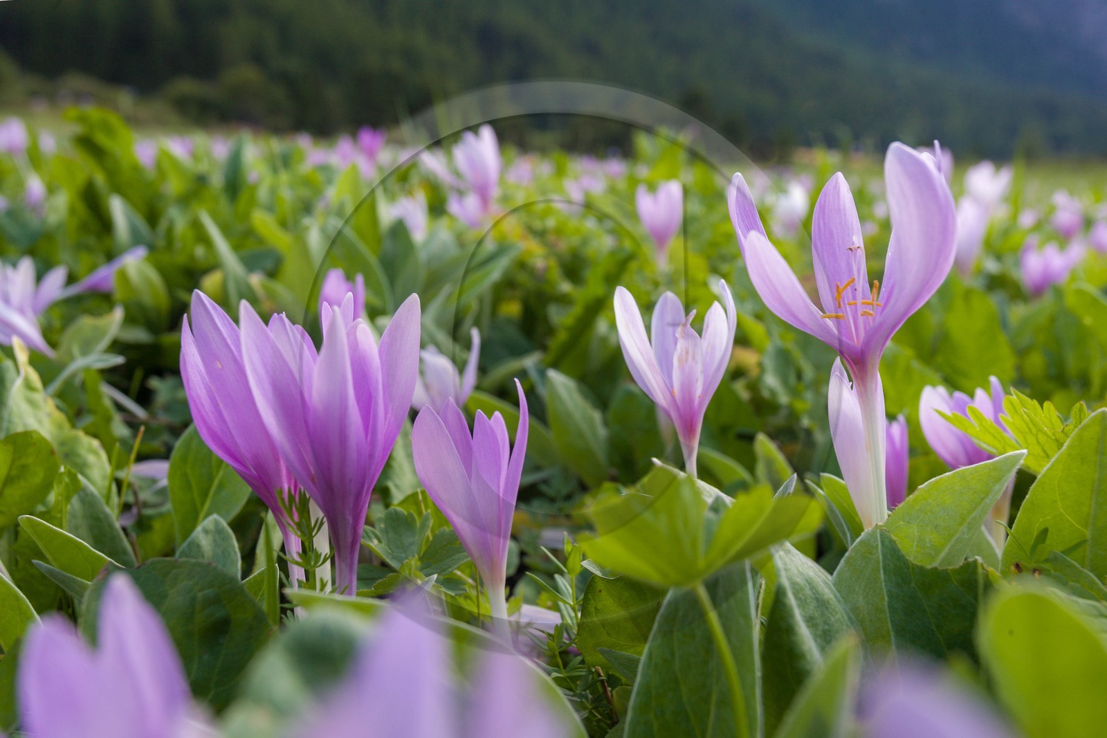 Colchique d'automne, Colchicum autumnale