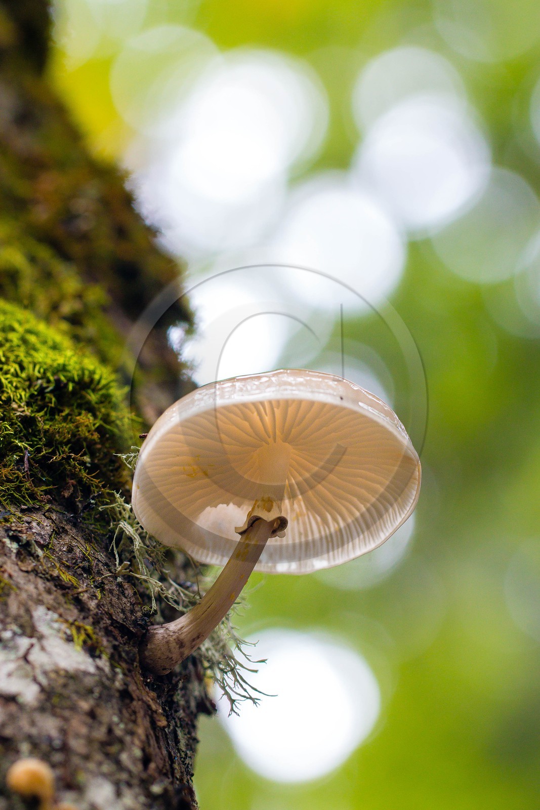ENS de l'Isère, Plateau de la Molière et du Sornin
