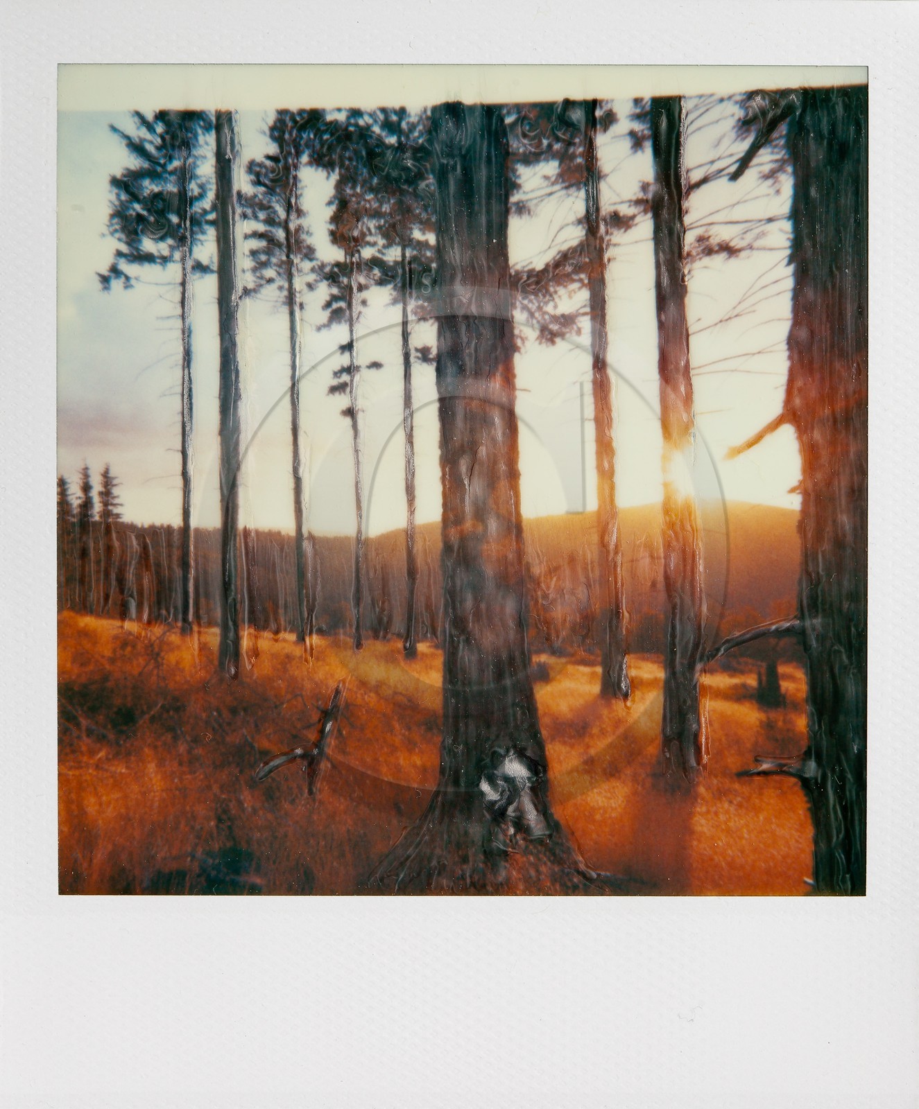 Exposition Arbres et petites forêts, éloge de la biodiversité