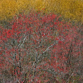 Col d'Ornon, sorbier des oiseleurs (Sorbus aucuparia L.)