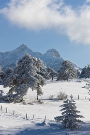 Ancelle