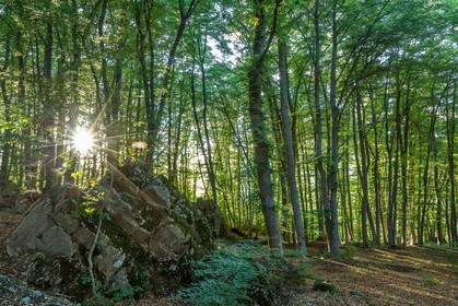 Alpes de Haute-Provence, hêtraie de Pontis