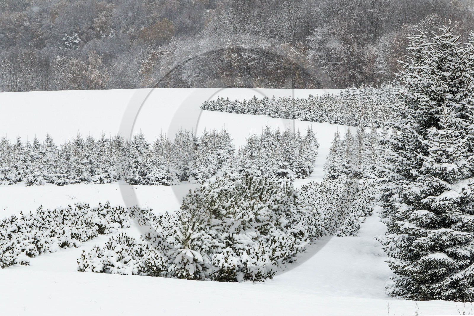 Pépinière Robin, producteur de sapin de Noël