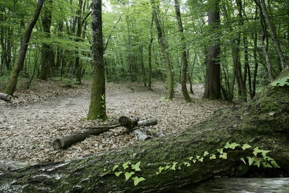 Réserve naturelle du Roc de Chère, forêt