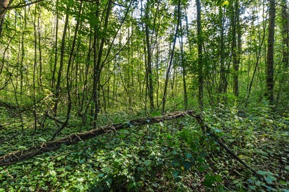 ENS de l'Isère, espace alluvial de la Rolande, forêt alluviale