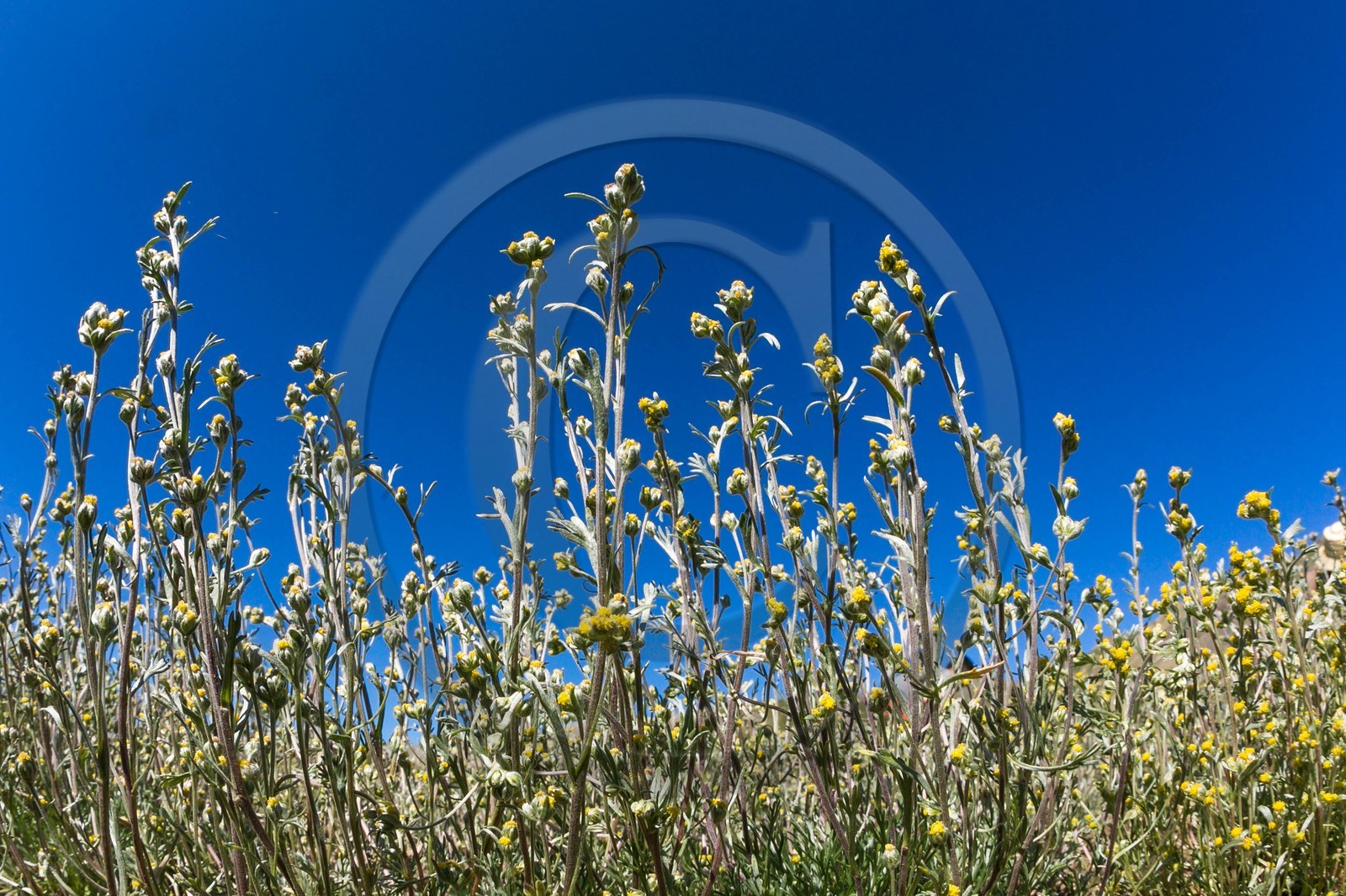 Orcières 1850, Bruno Gonnon agriculteur bio de génépi