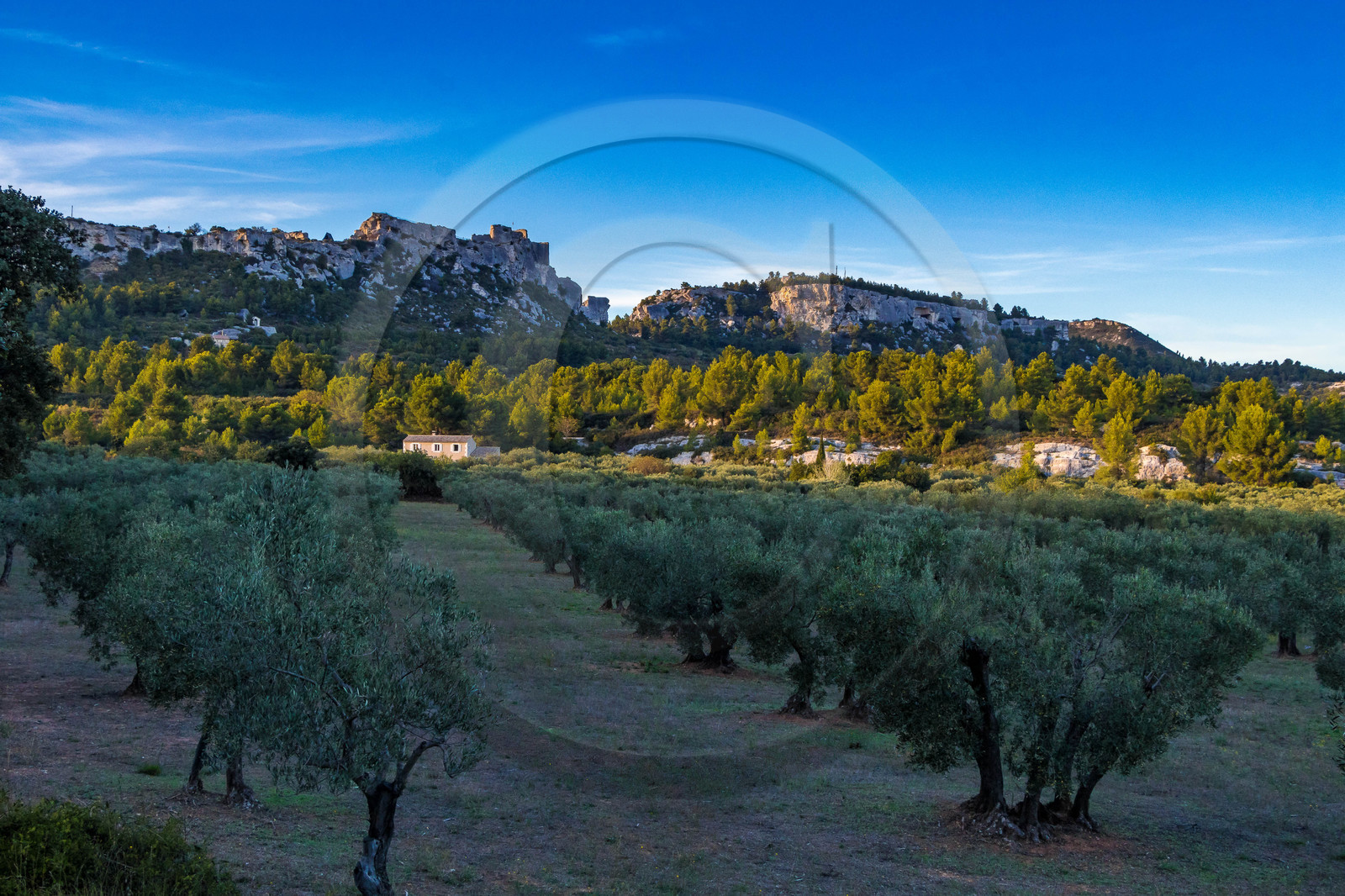 Oliveraie de la vallée des Baux de Provence