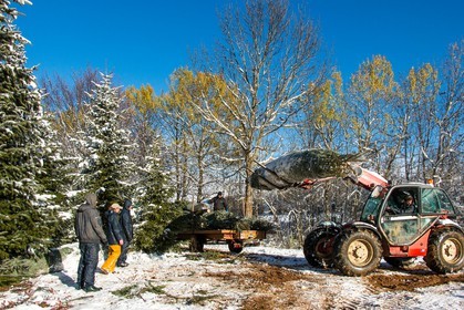 Pépinière Robin, producteur de sapin de Noël