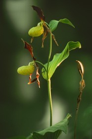 Sabot de Vénus, Cypripedium calceolus
