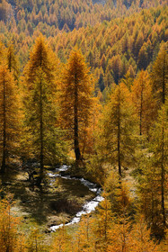 Mélèze d'Europe, Larix decidua