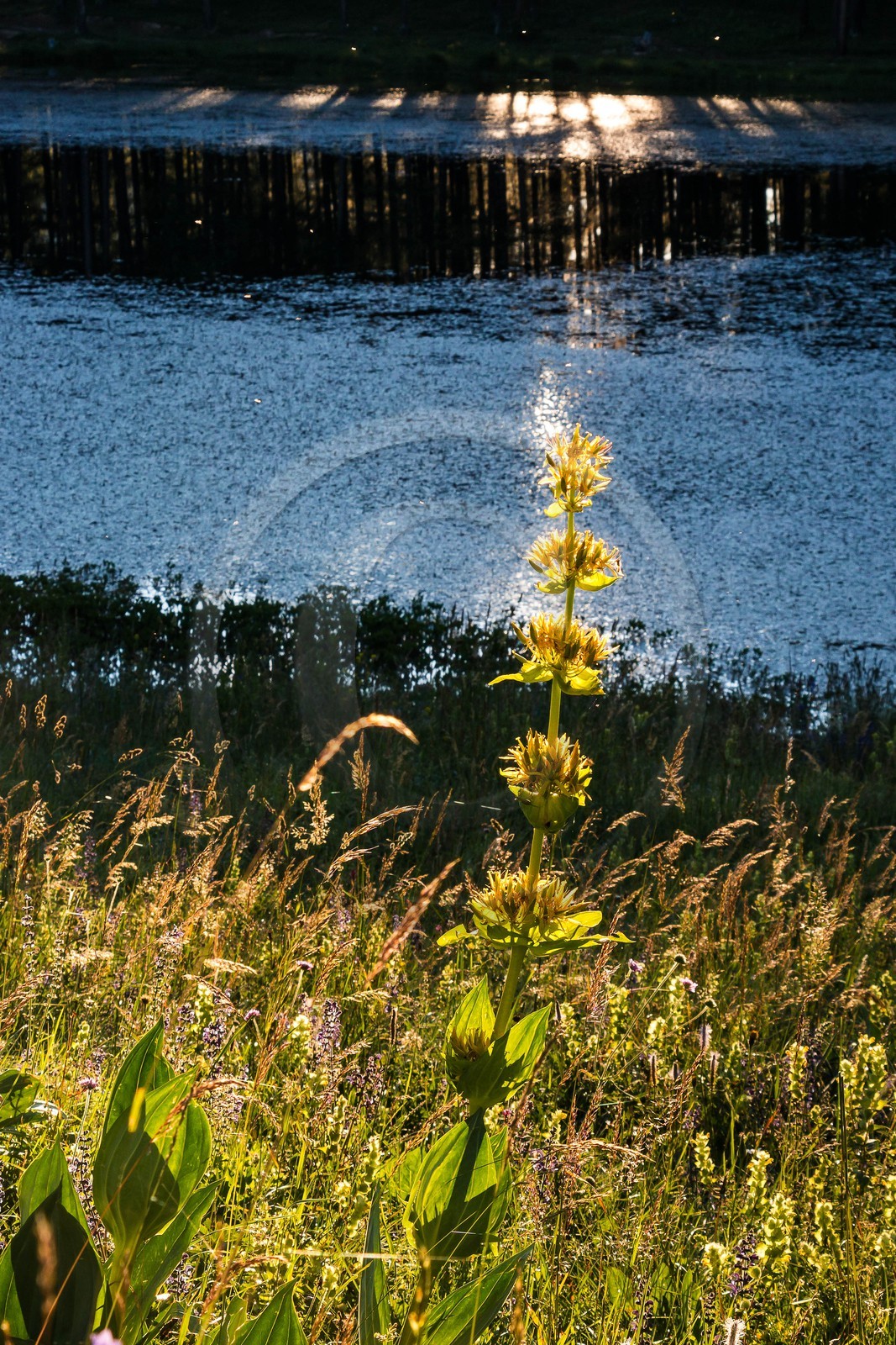 Parc naturel régional du Queyras, lac de Roue, gentiane jaune, Gentiana lutea