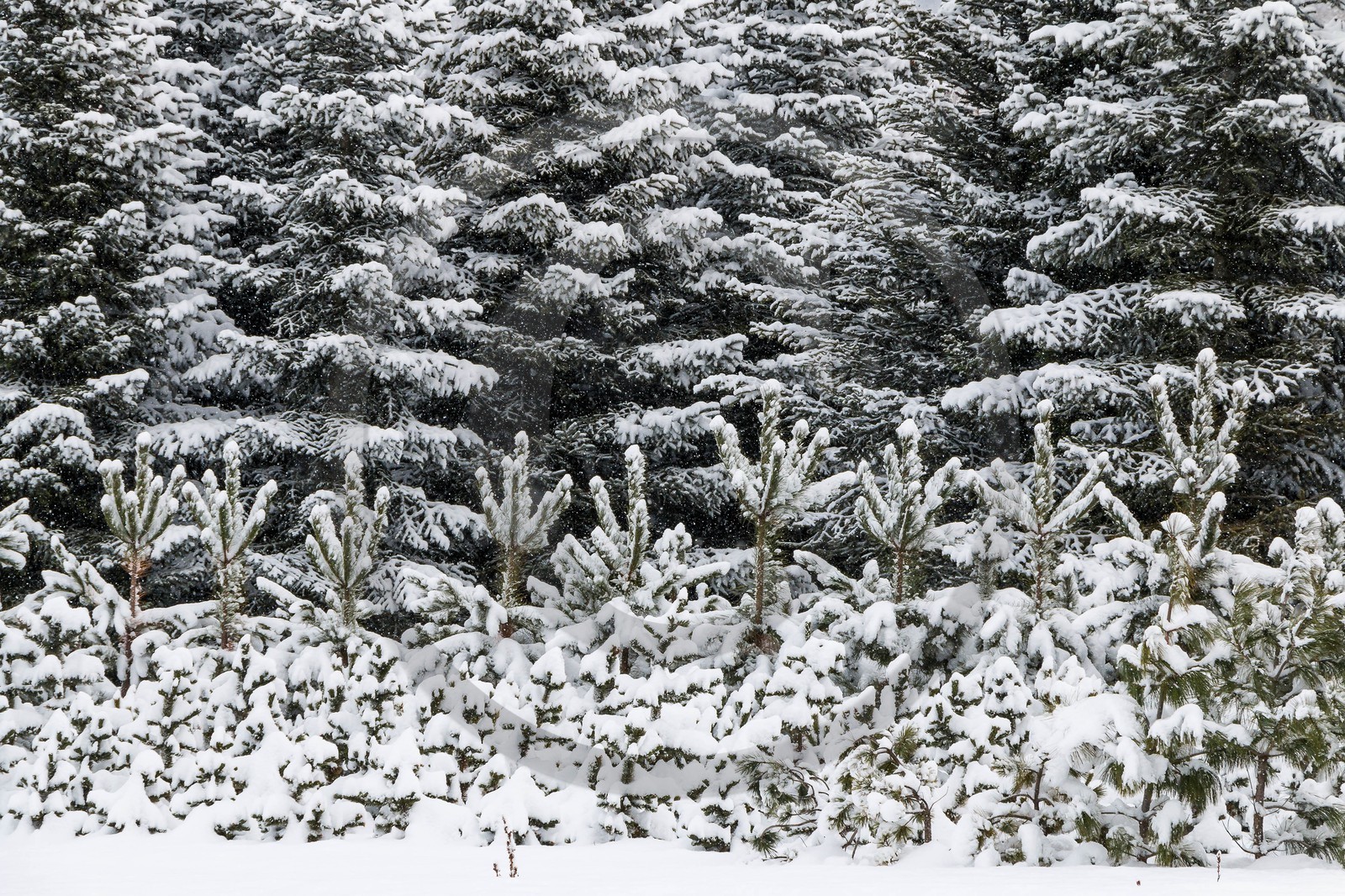 Pépinière Robin, producteur de sapin de Noël