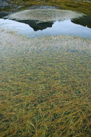 Lacs du Désert de Platé, Potamogeton pusillus
