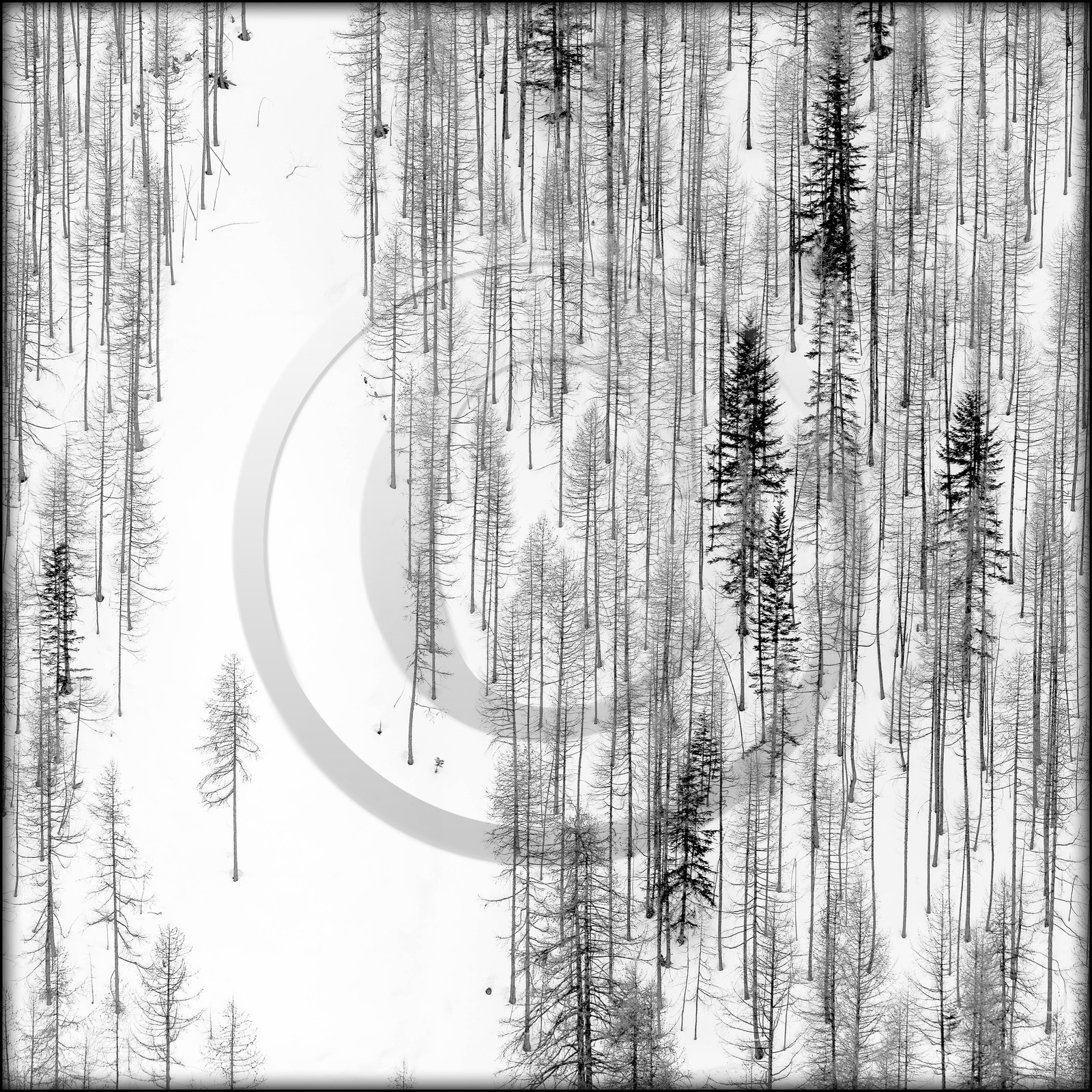 Mélèze d'Europe, Larix decidua