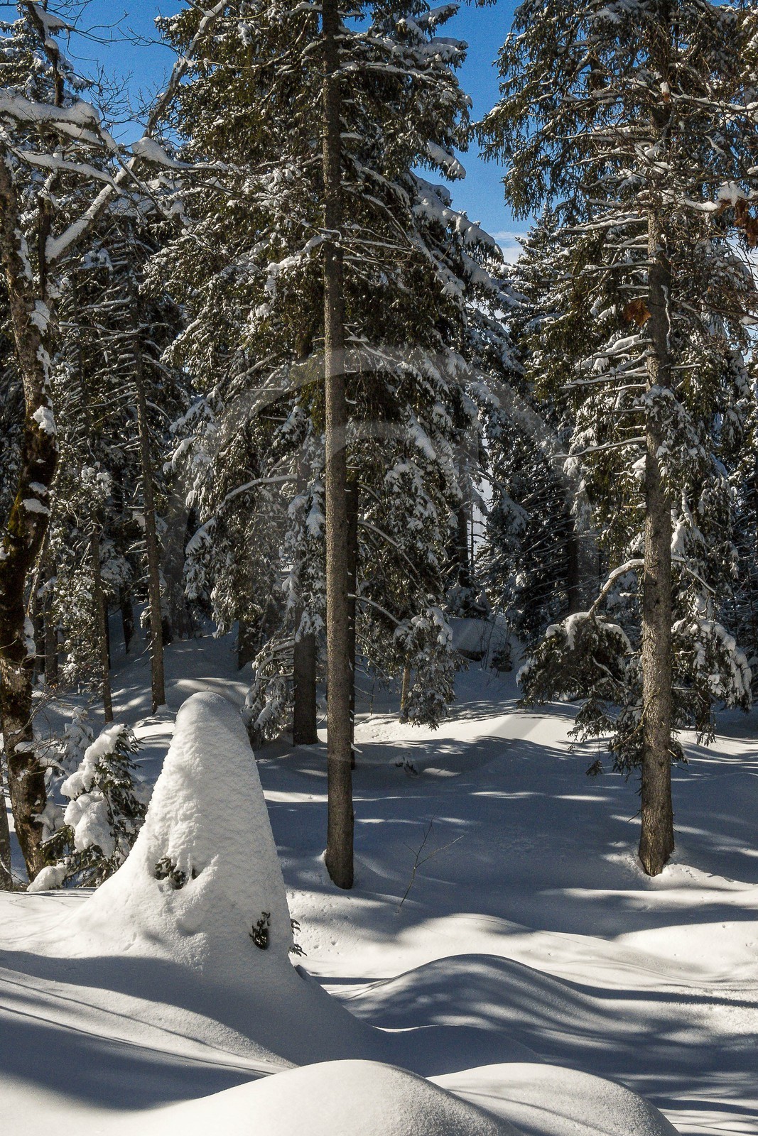 ENS de l'Isère, Plateau de la Molière et du Sornin