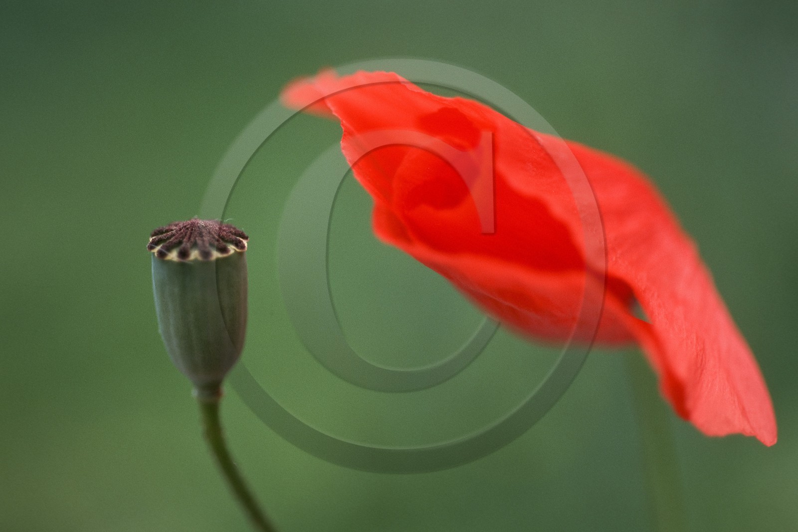 Coquelicot, Papaver rhoeas