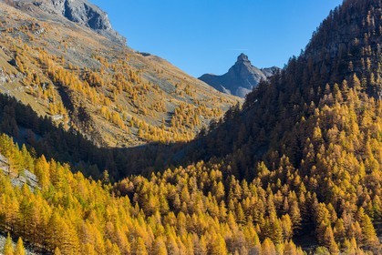 Jausiers, vallon de Pelouse, Montagne de Bonnet-Carré, Tour des Sagnes et forêt de mélèzes à l'automne