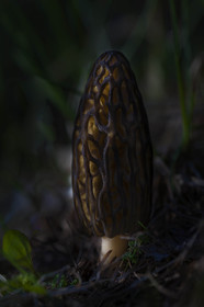 Morille, Morchella