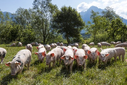 Vallée du Champsaur, Ferme des Coupaïrou, Guillaume Barban