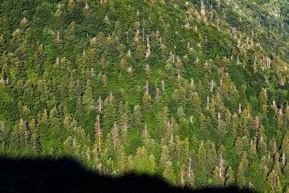 Bois du Chapitre, forêt domaniale de Gap-Chaudun