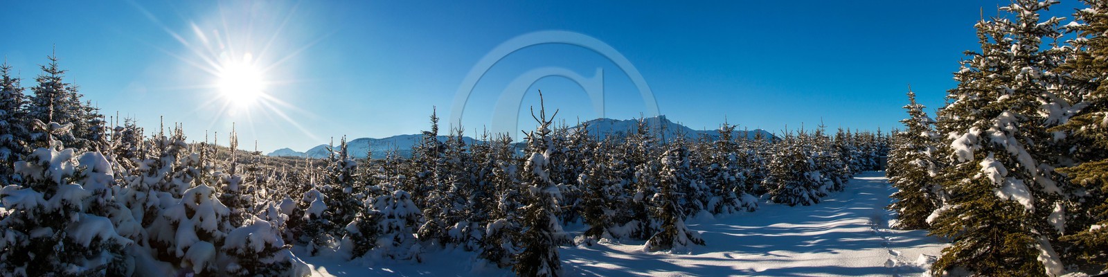 Pépinière Robin, producteur de sapin de Noël