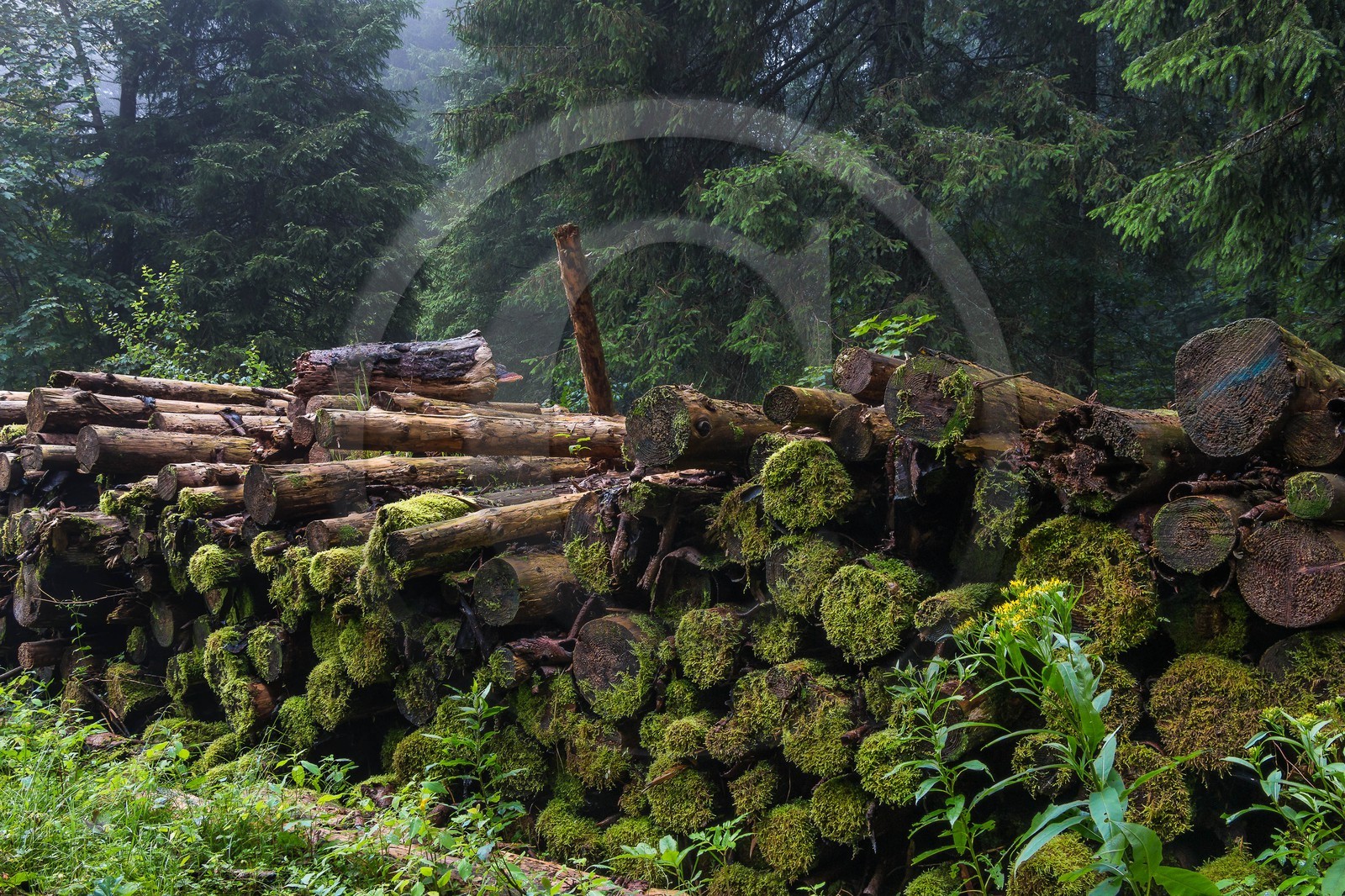 ENS de l'Isère, Les Ecouges