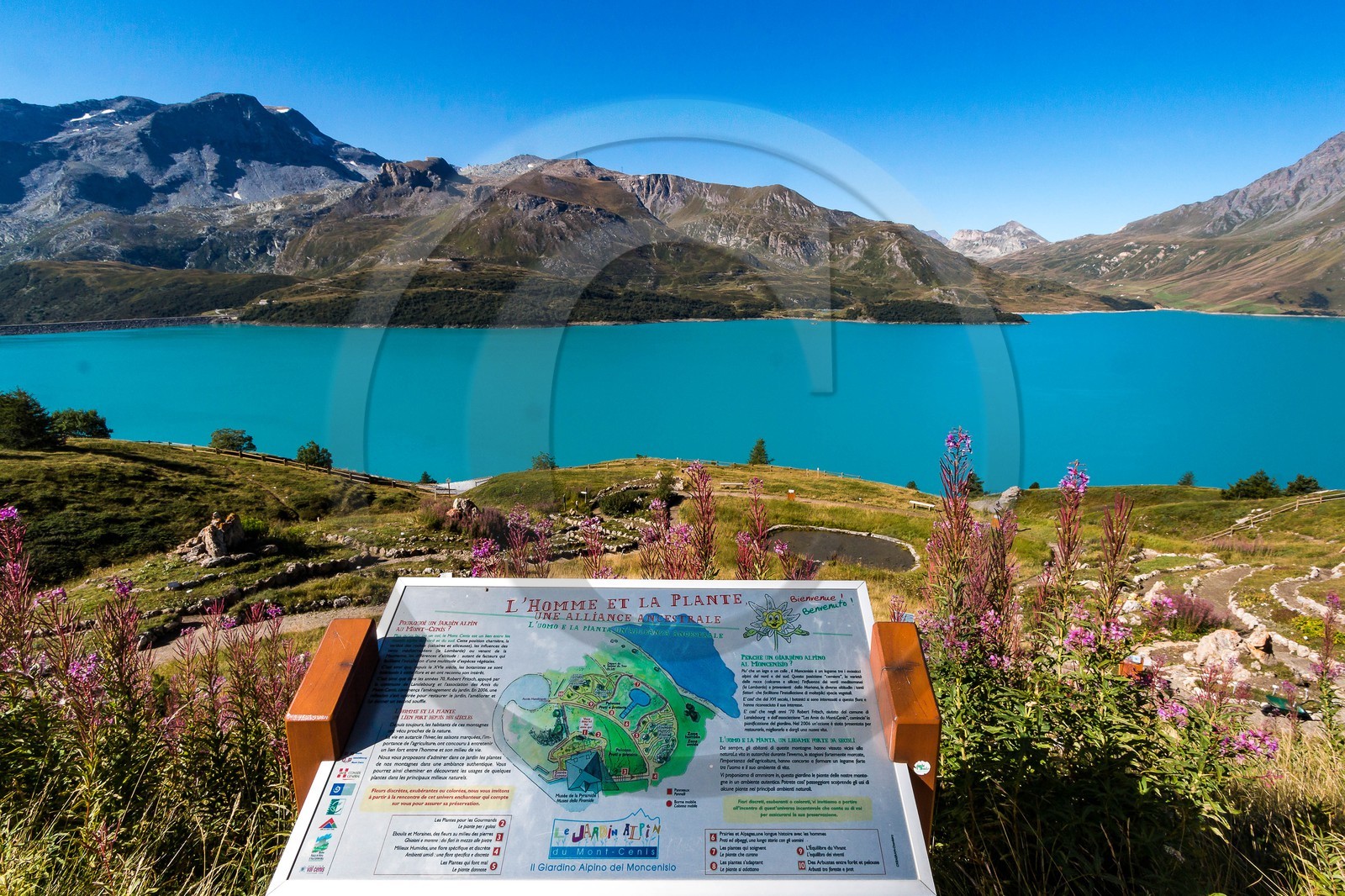 Jardin alpin du Mont-Cenis