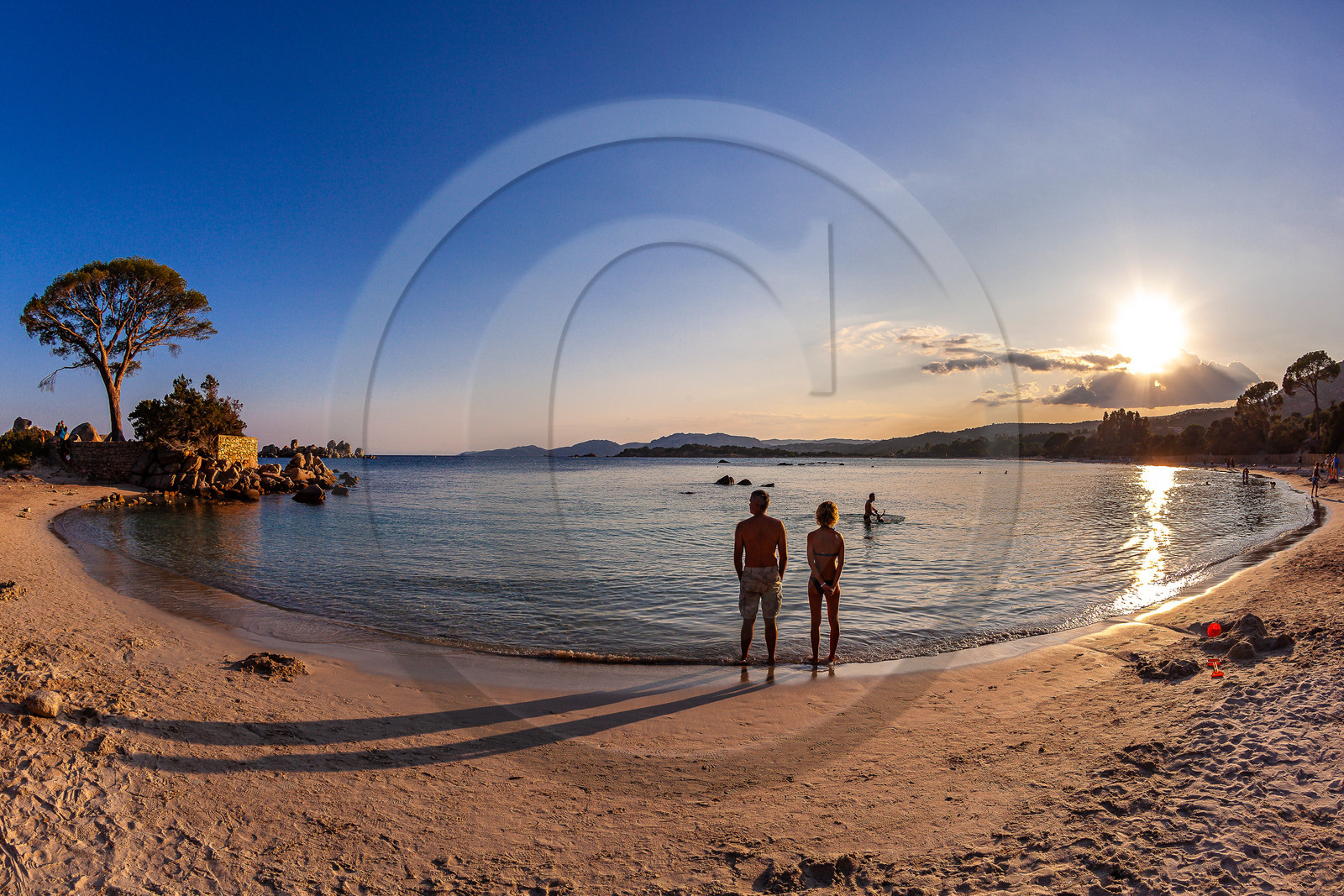 Porto-Vecchio, Palombaggia, pin parasol