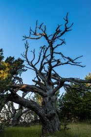 Les Monges, forêt domaniale des Monges