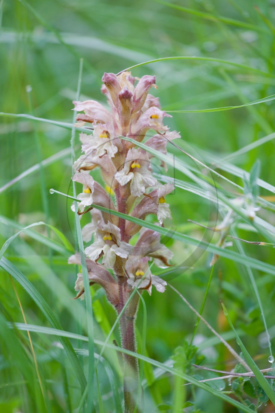 Orobanche blanche, Orobanche du thym, Orobanche alba