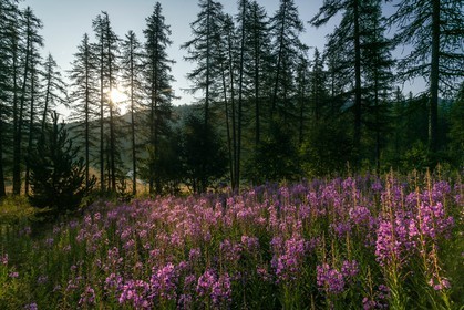 Épilobe en épi ou Laurier de Saint-Antoine, Chamerion angustifolium