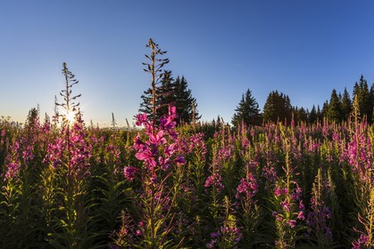 ENS de l'Isère, Plateau de la Molière et du Sornin