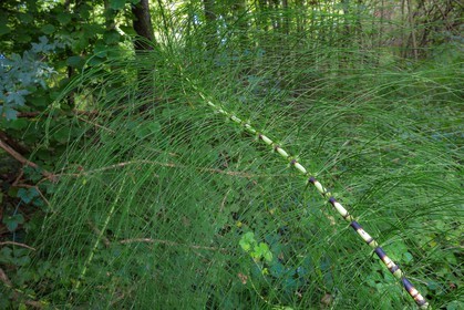 ENS de l'Isère, Boucle des Moïles