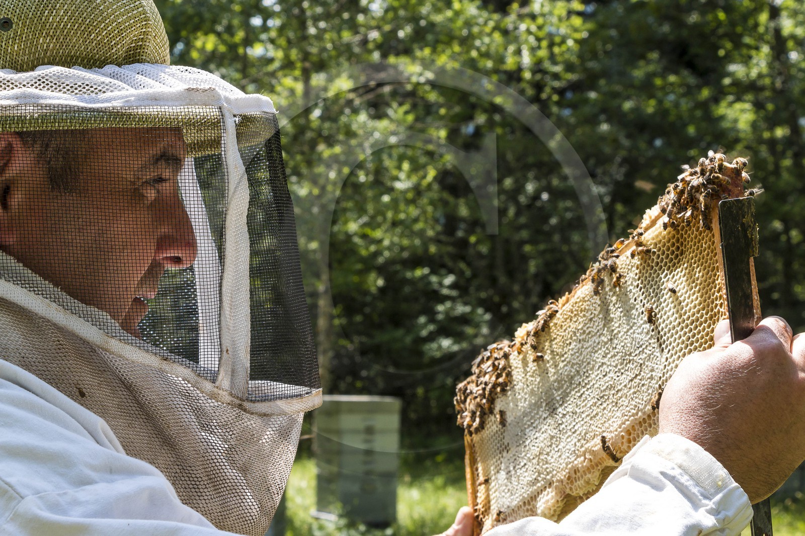 Vallée du Champsaur, miellerie Challet, Geoffrey Challet apiculteur