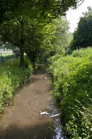 Arras