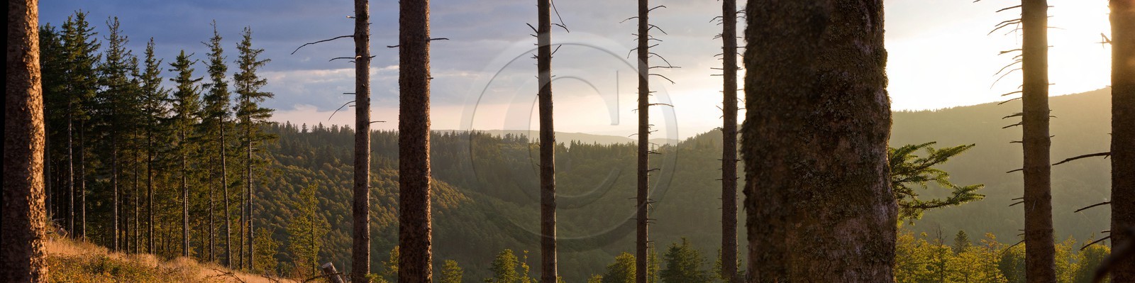 Parc national des Cévennes, forêt du Mont Aigoual