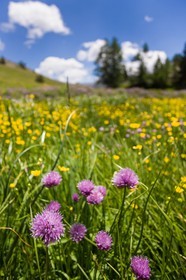 Ciboulette, Allium schoenoprasum
