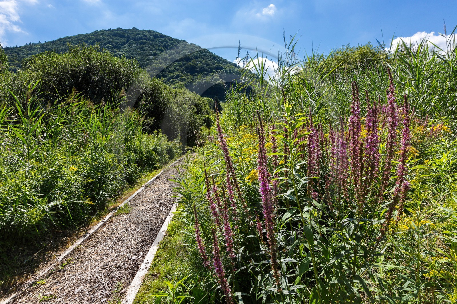 ENS de l'Isère, Marais de Chirens