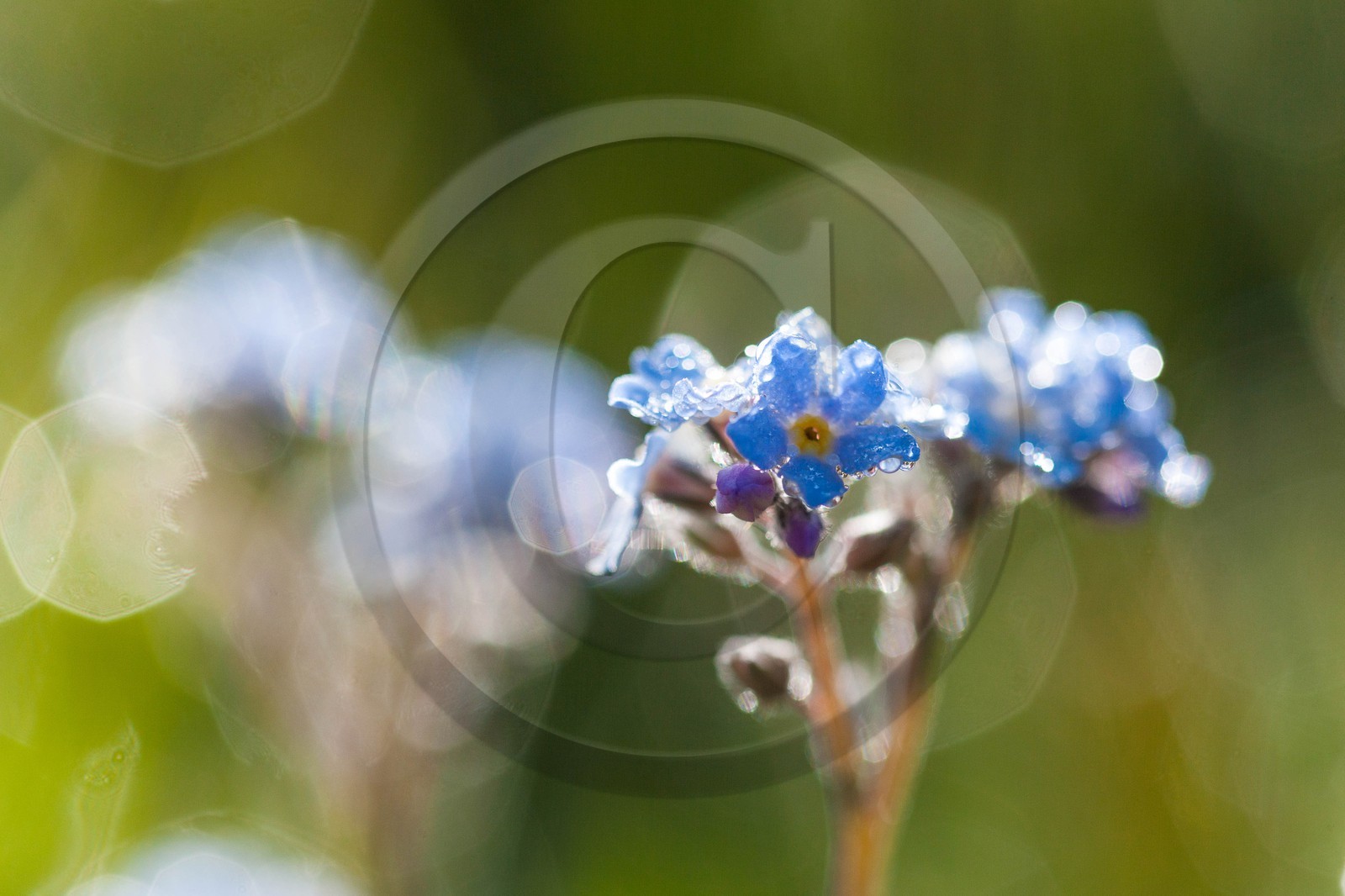 Myosotis