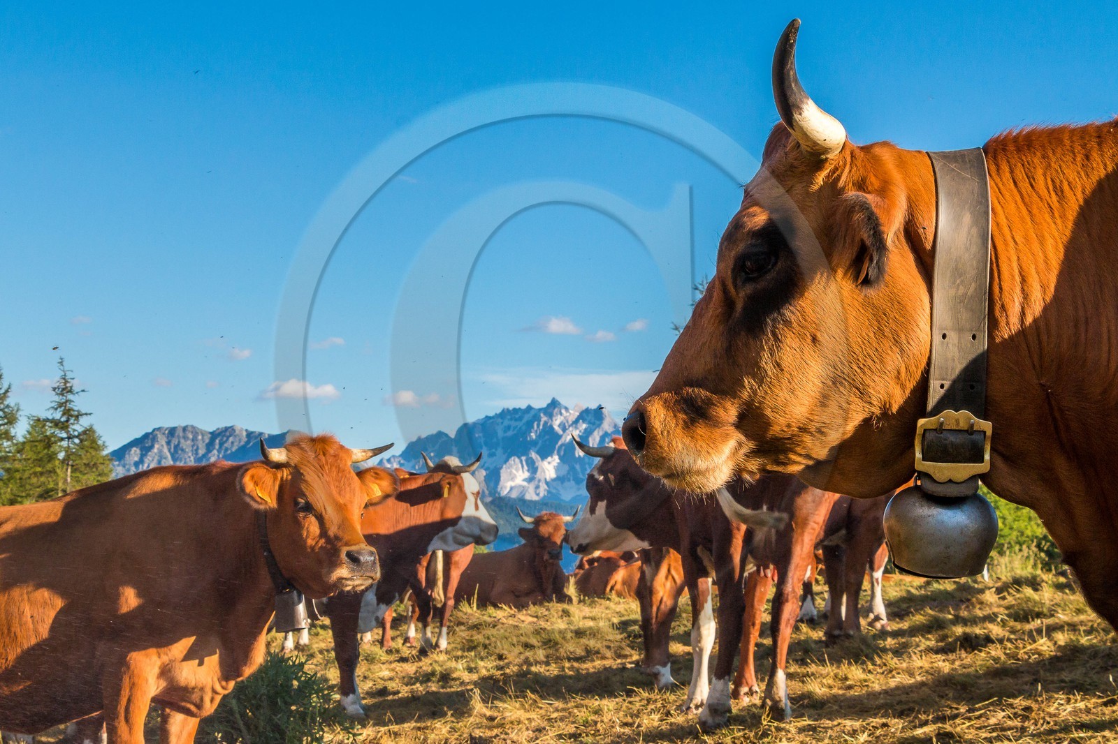 Arvieux, Christian Blanc éleveur de tarines