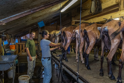 Ferme du Bayle, traite des chèvres