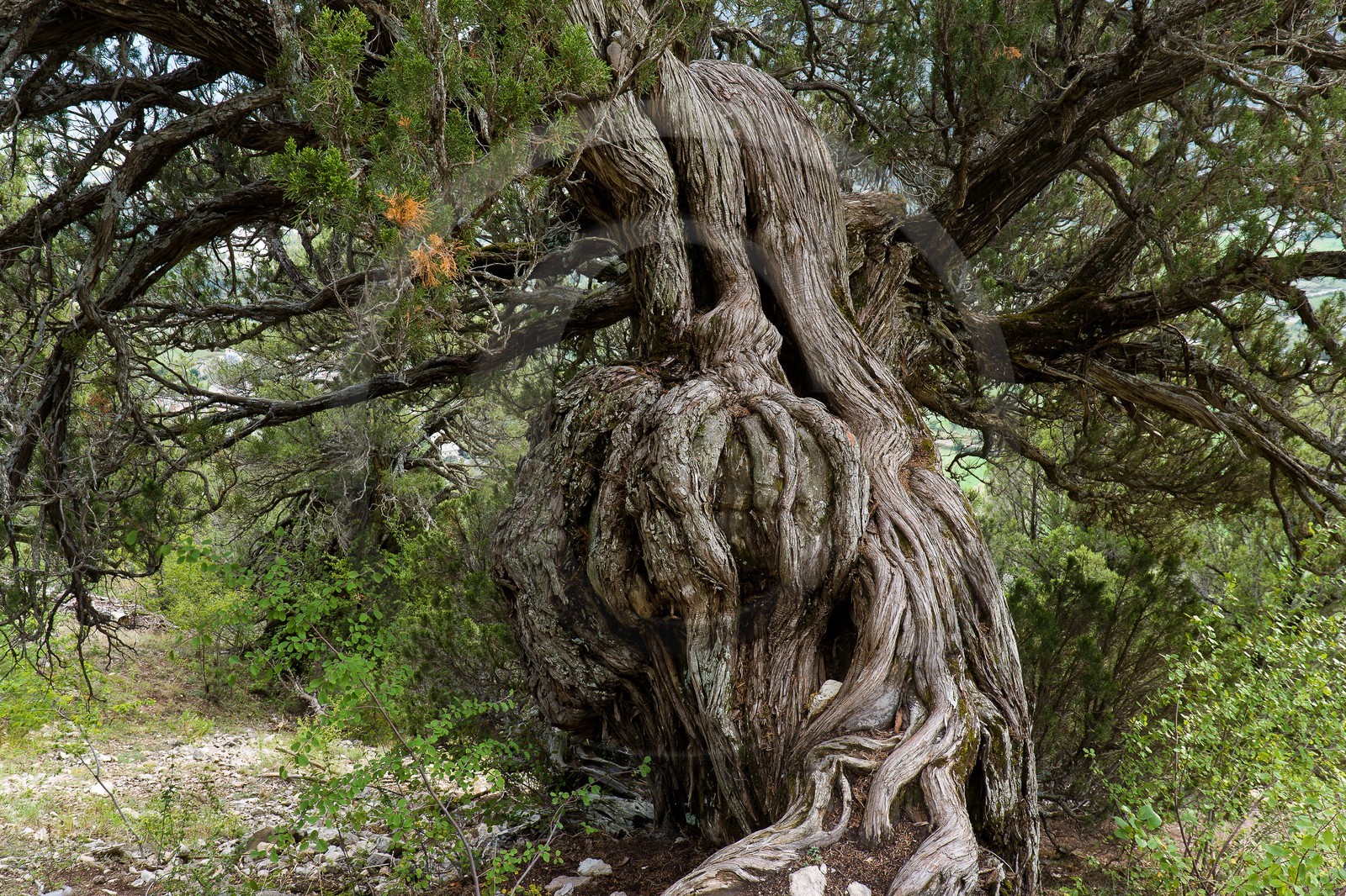 Thurifaie de St Crépin