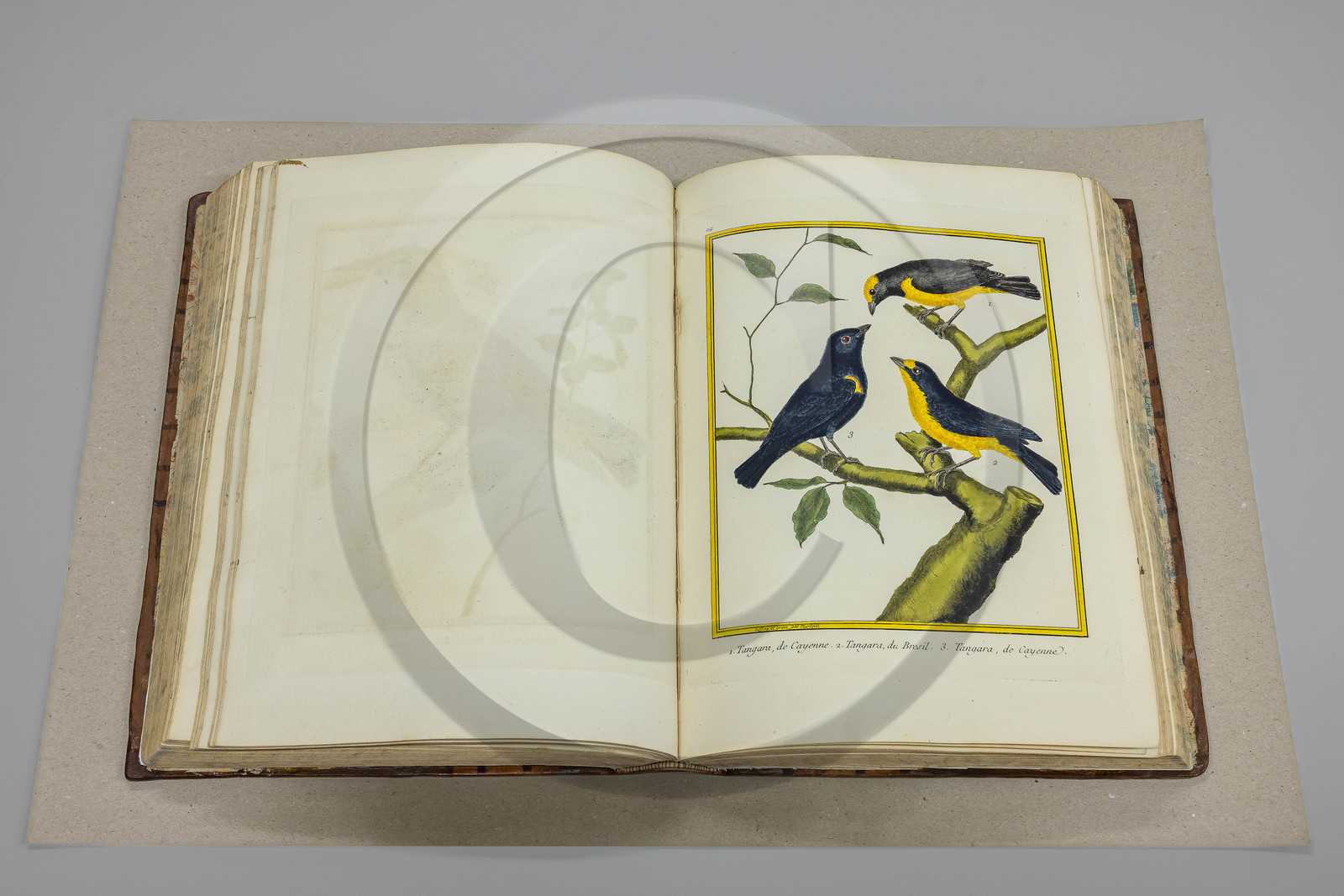 Musée Muséum départemental des Hautes-Alpes, Bibliothèque patrimoniale Olphe-Galliard