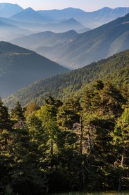 Montagne du Gau, bois de la Pinée