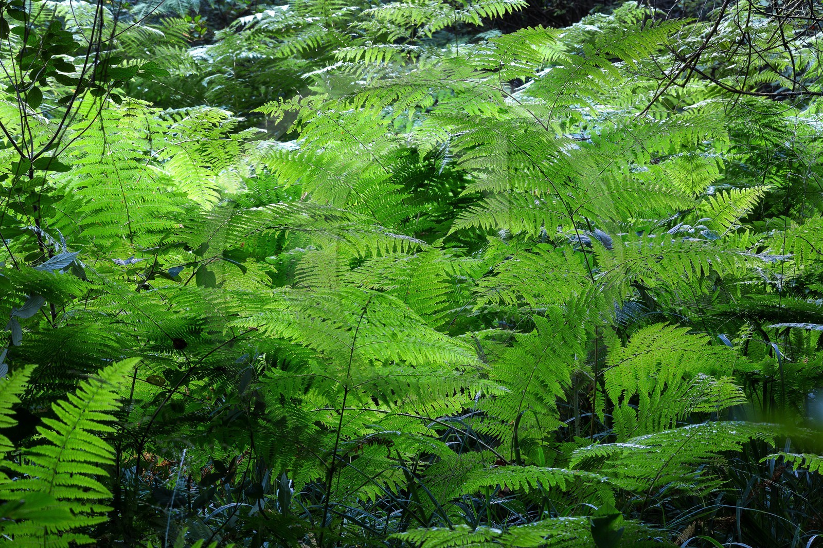 ENS de l'Isère, Tourbière des Planchettes