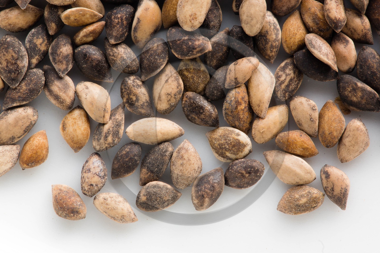 Pépinière Robin, producteur de sapin de Noël, graines de Sapin Nordmann